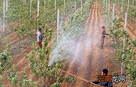 秋季栽植苗木注意事项