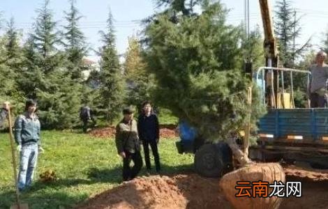秋季栽植苗木注意事项