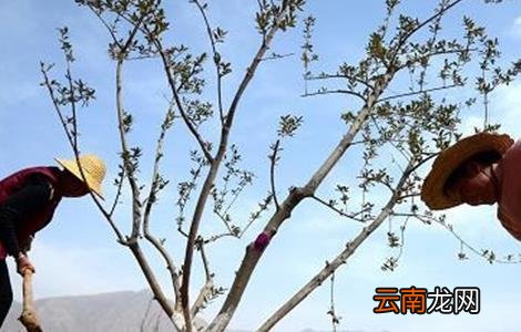 秋季栽植苗木注意事项