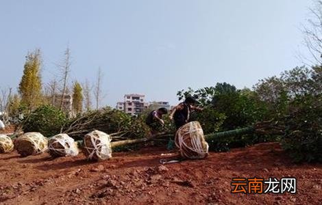 秋季栽植苗木注意事项
