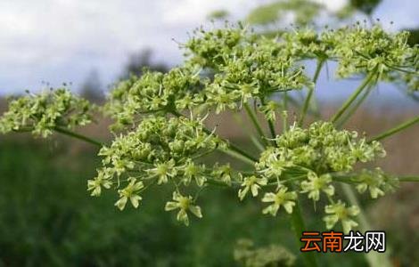 白芷的种植技术