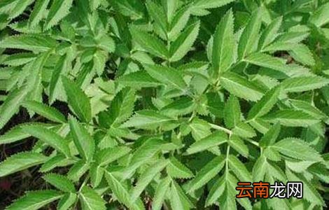 白芷的种植技术