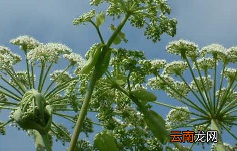 白芷的种植技术