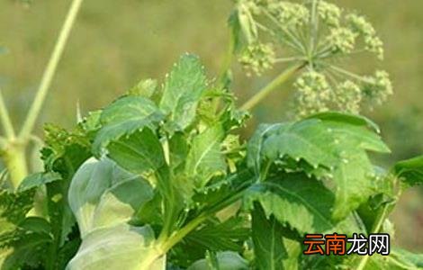 白芷的种植技术