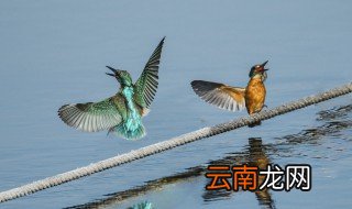 啁啾的意思 啁啾如何解释