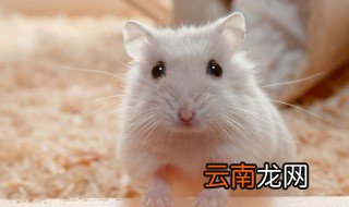 仓鼠作文 关于小仓鼠的作文范文