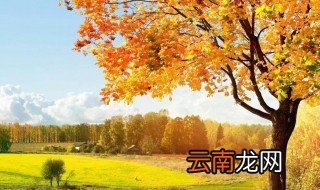 描写秋天树叶的作文 关于描写秋天树叶的作文如下