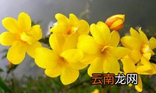 写迎春花的作文 迎春花的简介