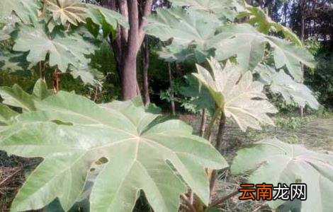 通草产地在哪里？