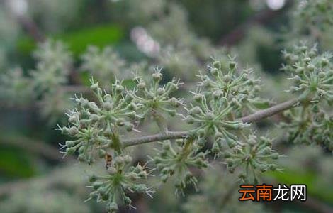 通草产地在哪里？