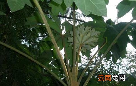 通草产地在哪里？