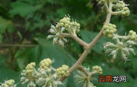 通草产地在哪里？