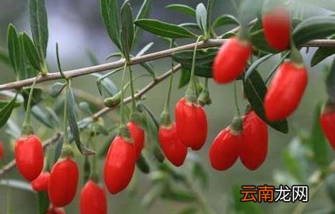 枸杞树苗培育技术