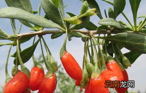 枸杞树苗培育技术