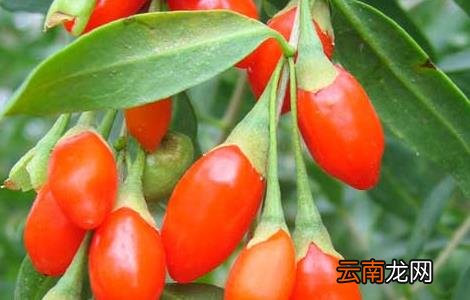枸杞树苗培育技术