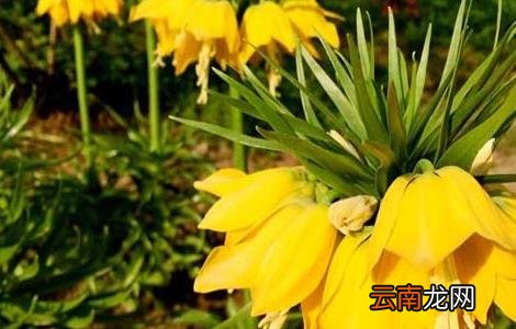 川贝母的种植技术