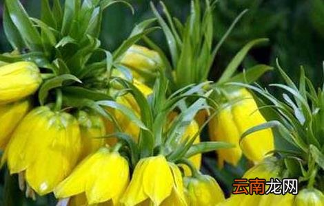 川贝母的种植技术