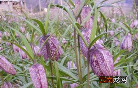 川贝母的种植技术