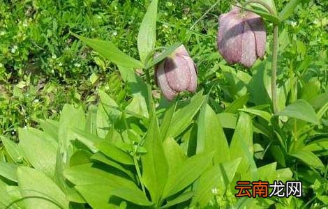 川贝母的种植技术