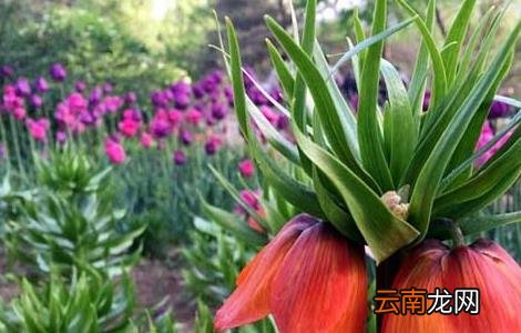 川贝母的种植技术