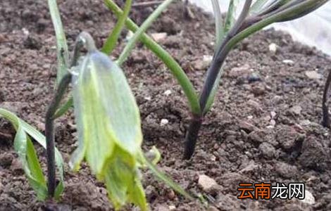 川贝母的种植技术