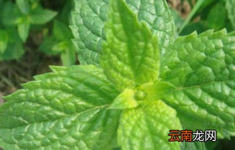 留兰香种子价格及种植方法