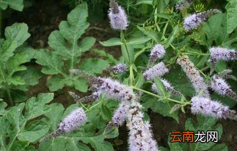留兰香种子价格及种植方法