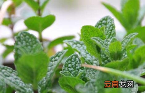 留兰香种子价格及种植方法