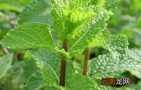 留兰香种子价格及种植方法