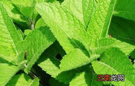 留兰香种子价格及种植方法
