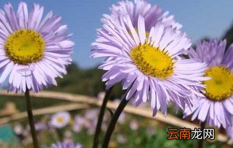 灯盏花种子价格及种植方法