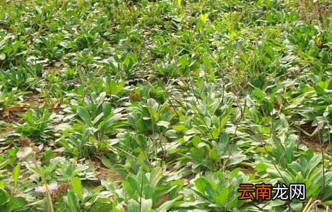 灯盏花种子价格及种植方法