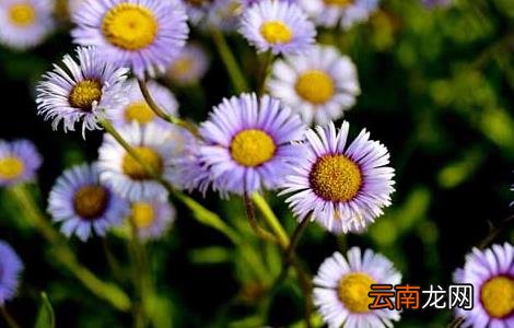灯盏花种子价格及种植方法