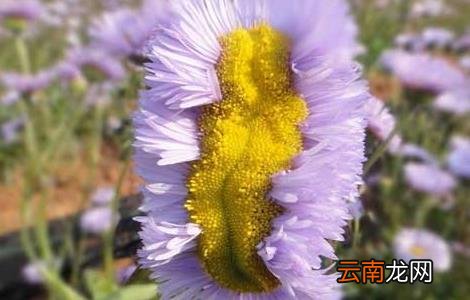 灯盏花种子价格及种植方法