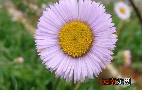 灯盏花种子价格及种植方法