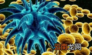 什么是细菌 细菌感染会传染吗