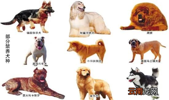 宝鸡禁养犬只图片