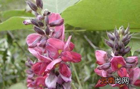 葛根种苗价格及种植方法