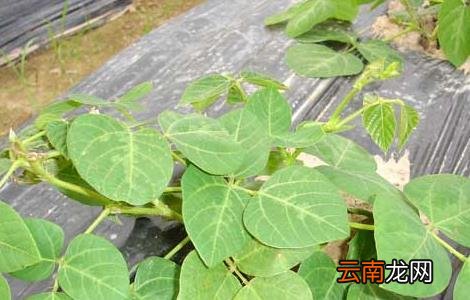 葛根种苗价格及种植方法