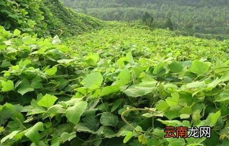 葛根种苗价格及种植方法