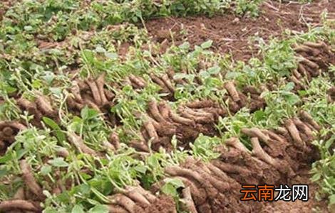 葛根种苗价格及种植方法
