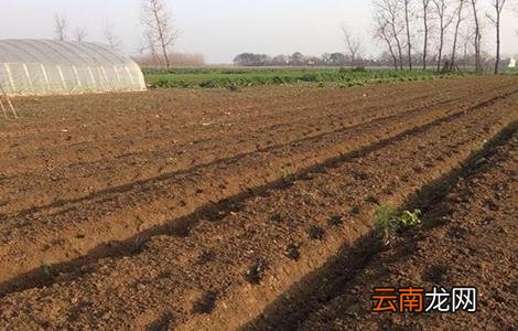 旱半夏怎么种