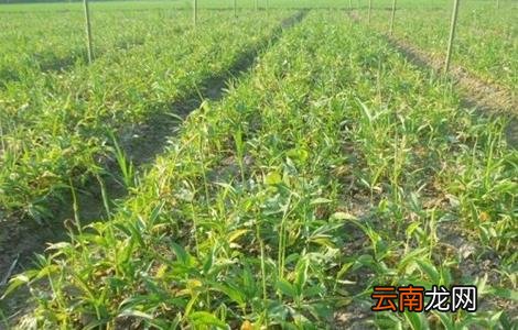 旱半夏怎么种