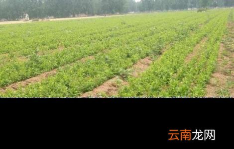 旱半夏怎么种