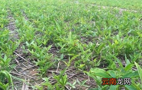旱半夏怎么种