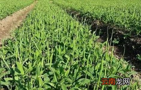 旱半夏怎么种