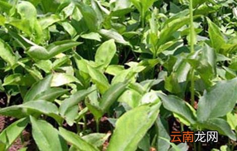 旱半夏怎么种