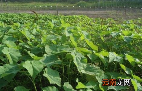 苘麻怎么种