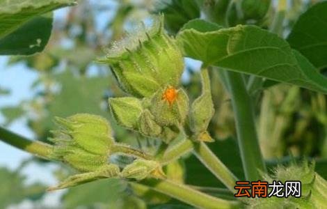苘麻怎么种