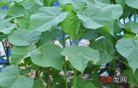 苘麻怎么种